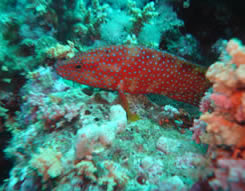 Mooray Eel
