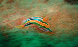 Nudibranch