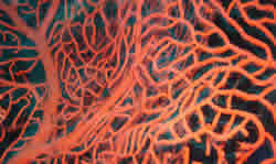 Red Coral