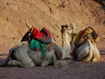 Camel