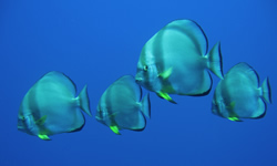 4 Fish